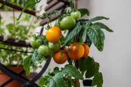 Aménager un jardin urbain productif en 2026 : le guide complet