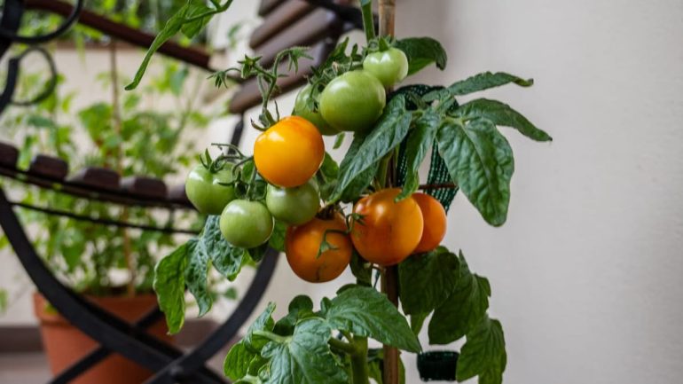 Aménager un jardin urbain productif en 2026 : le guide complet