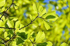 Effets secondaires de la cascara sagrada