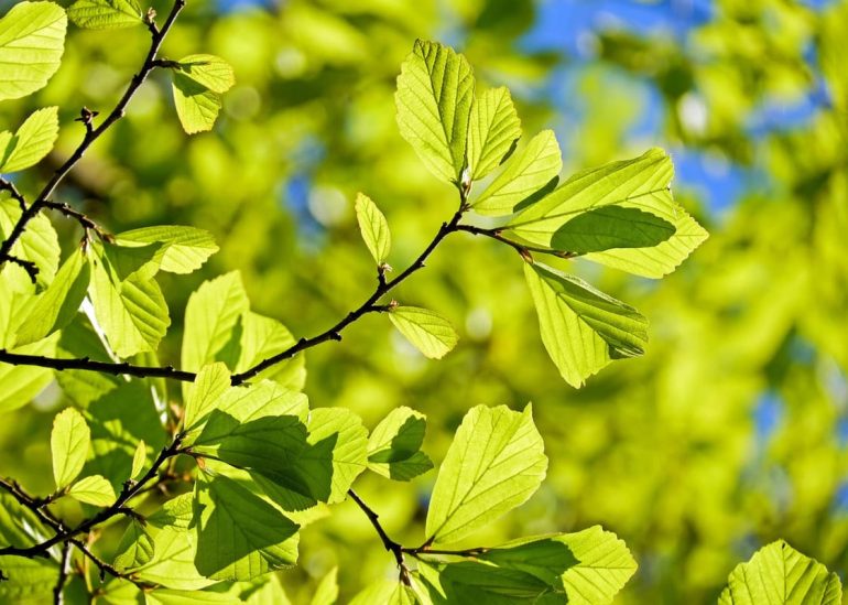 Effets secondaires de la cascara sagrada